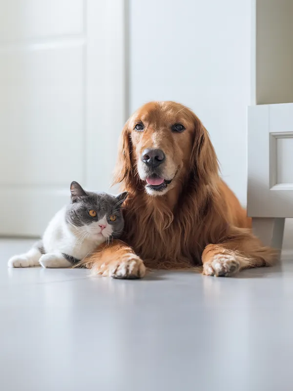 Cat and dog lying on the floor together