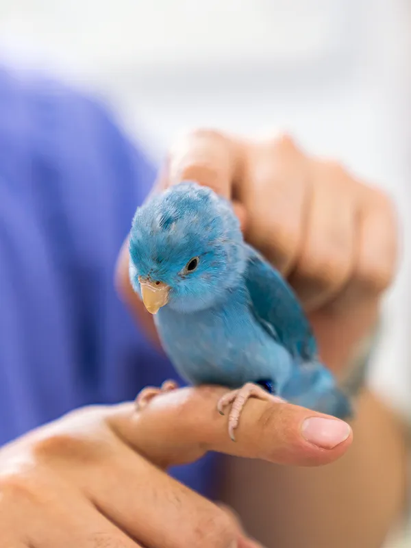 Blue bird perched on a veterinarians hand