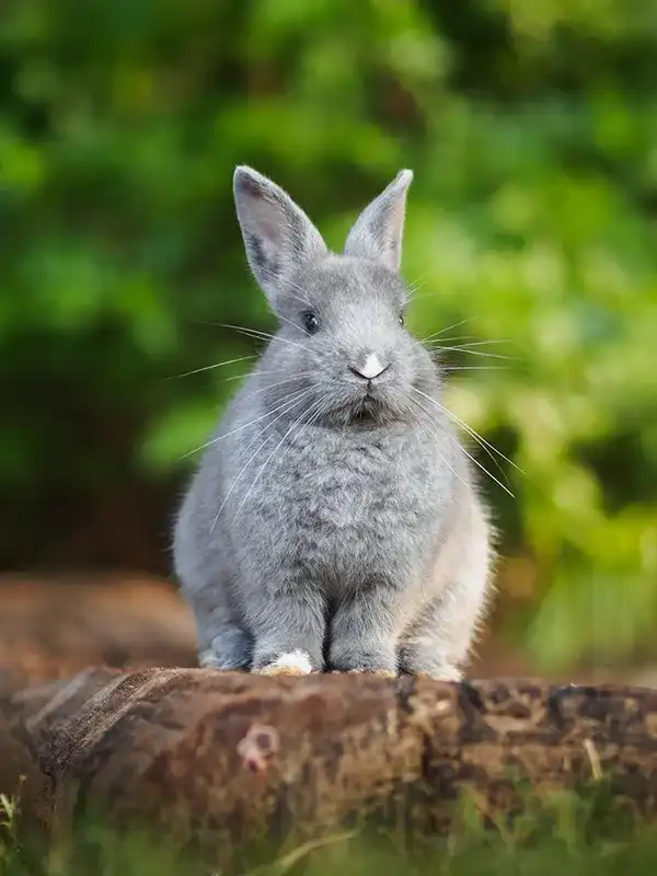 Grey rabbit sitting on a long