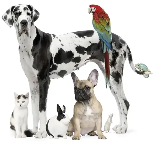 A Dalmatian, macaw, cat, dog, rabbit, mouse and gecko standing in a group in front of a white background