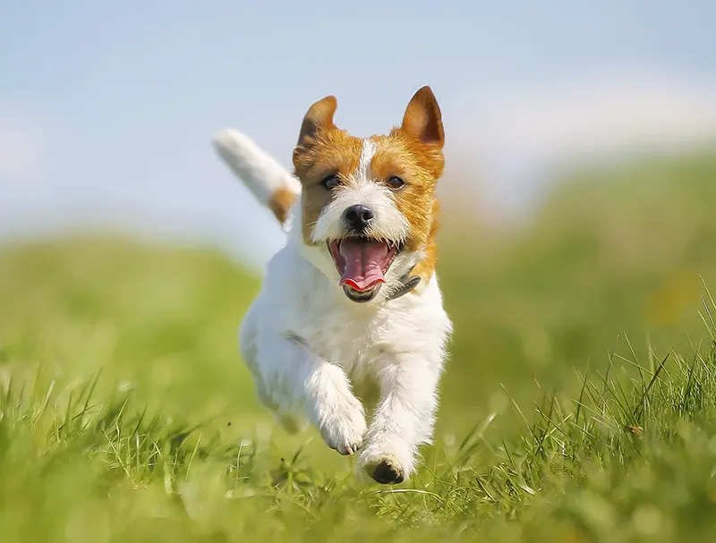 Jack Russel Terrier dog running on a field of grass