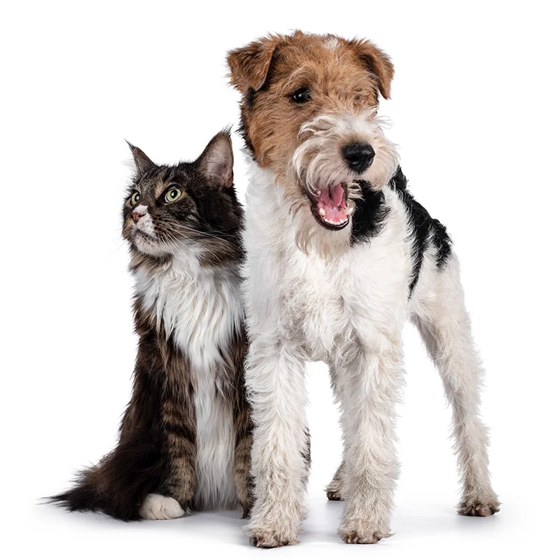 Tabby cat and terrier dog standing in front of a white background