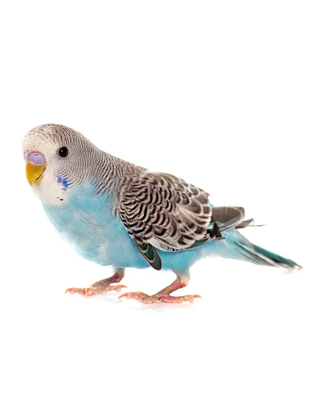 Common pet parakeet in front of white background