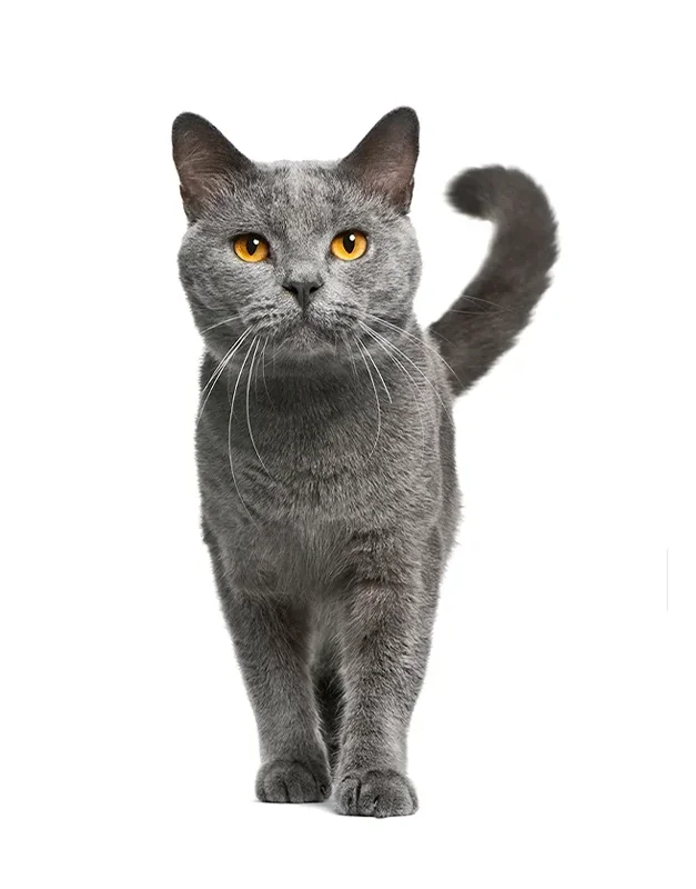 Chartreux cat standing in front of a white background