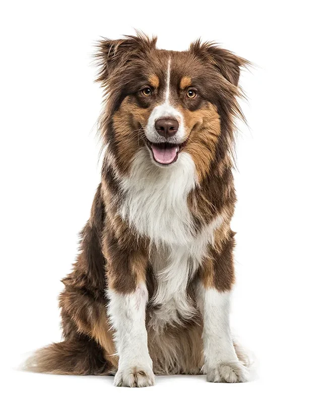 Australian Shepherd sitting in front of a white background