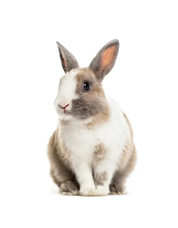 Young rabbit sitting in front of white background