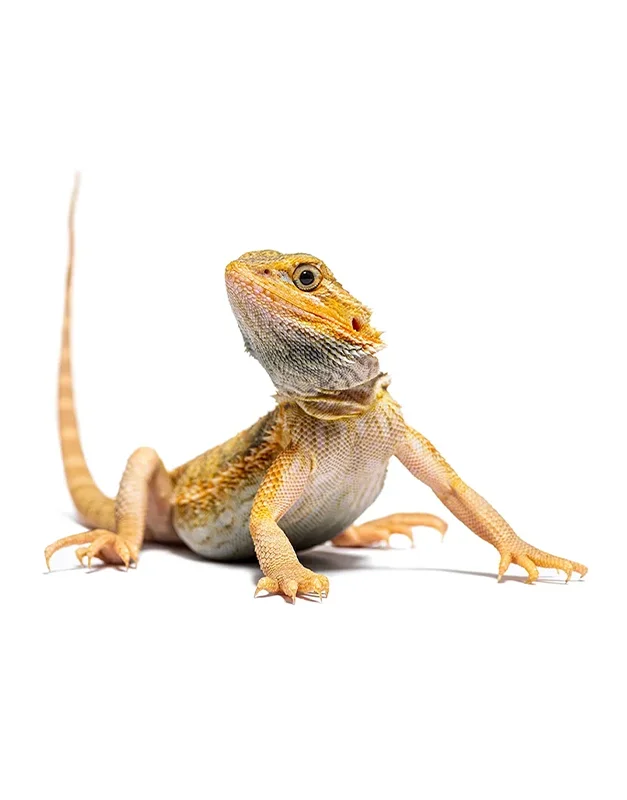 Yellow bearded dragon sitting in front of a white background