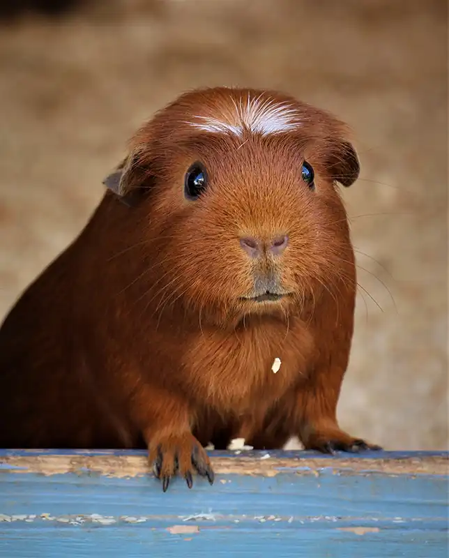 Brown guinea pig standing on blue wood