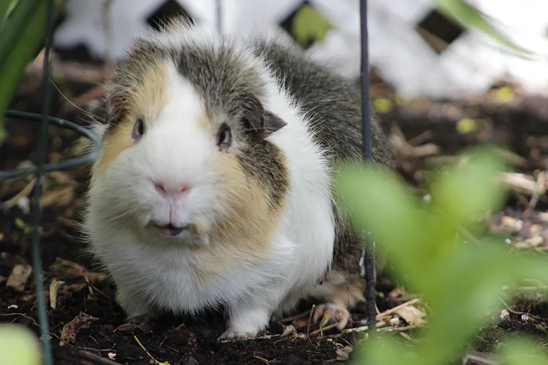 Guinea pig with white, grey, and tan fur