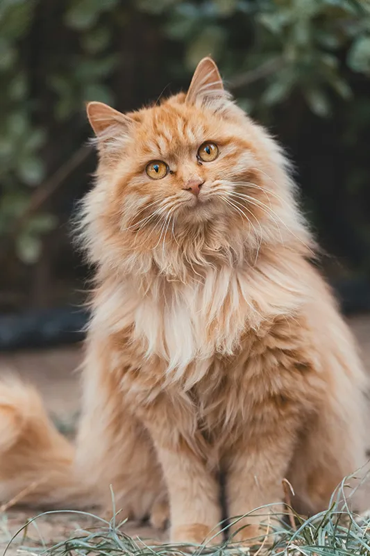 Light brown cat tilting its head