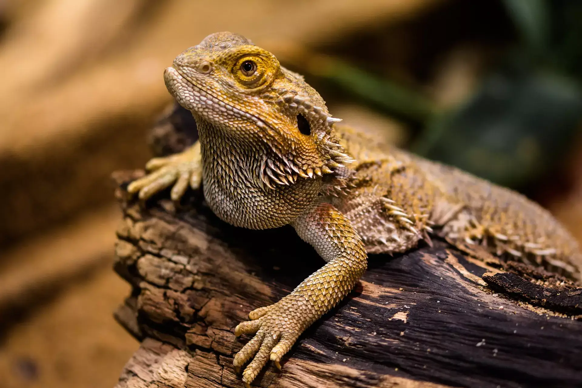 Brown bearded dragon