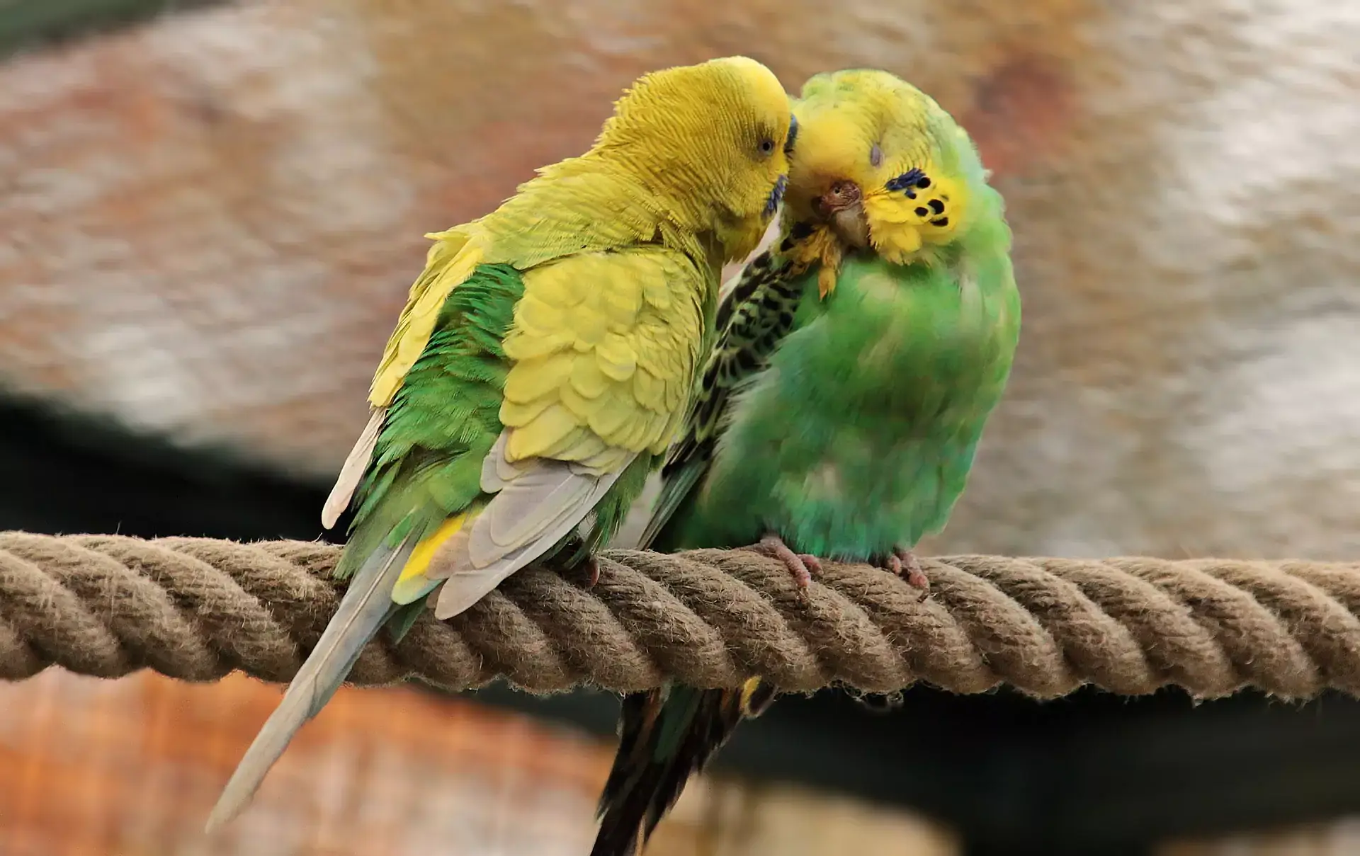 Two green budgie birds