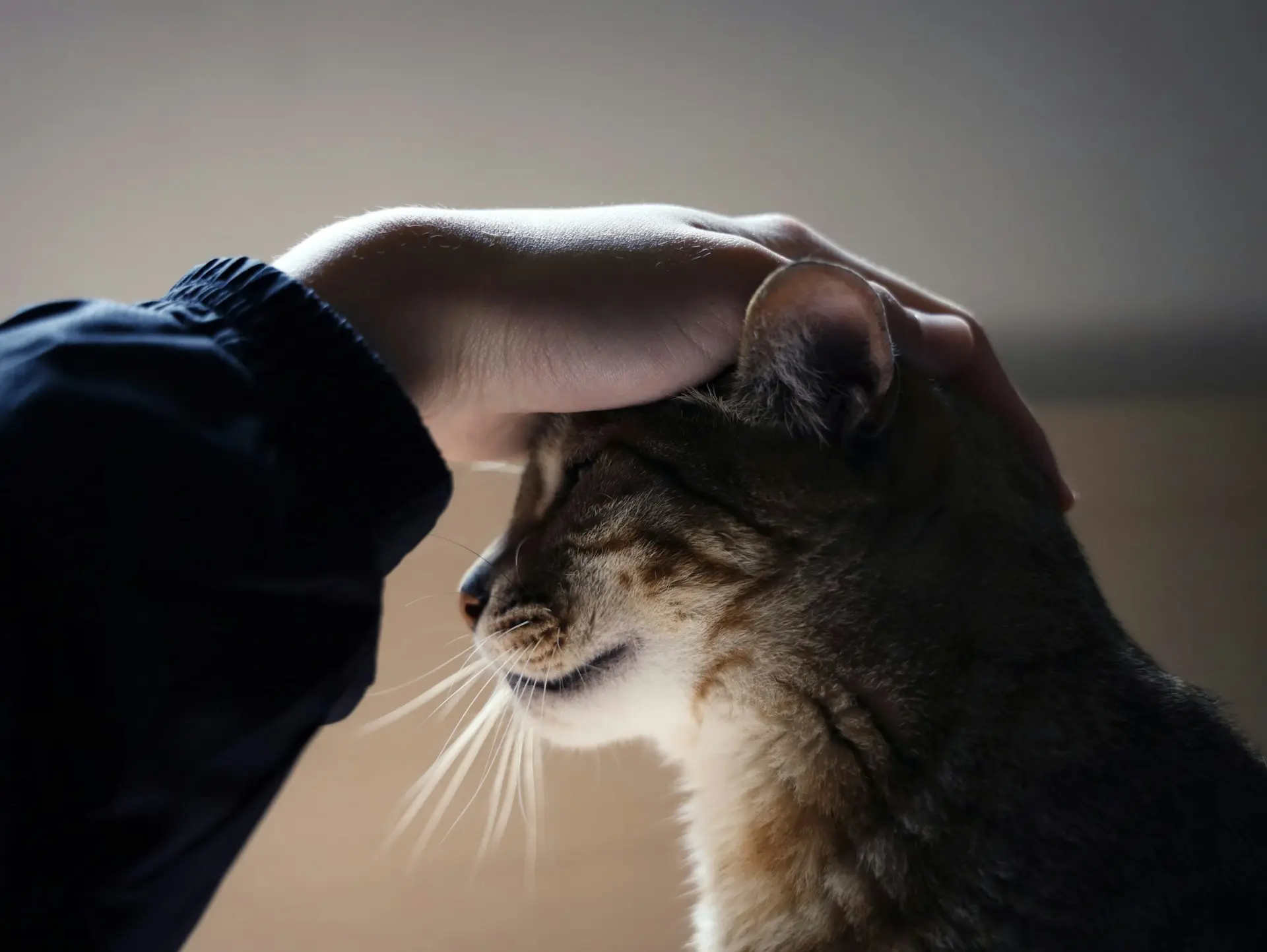A human hand gently strokes a brown tabby cat's head.
