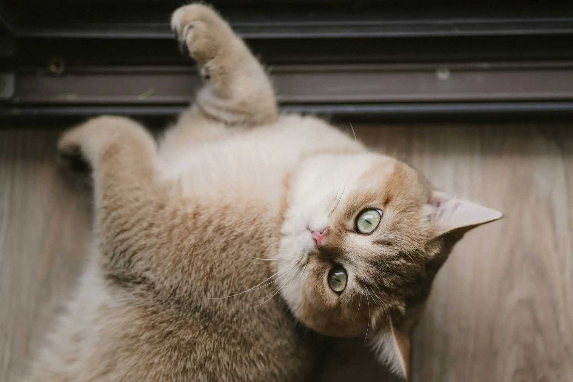 A British Shorthair cat lies on its back on a wood floor.