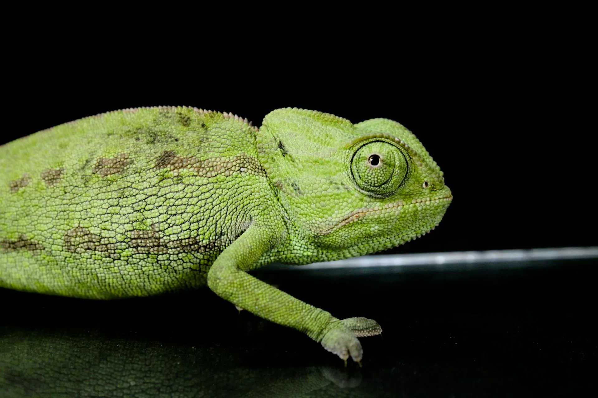 A bright green chameleon against a solid black background.