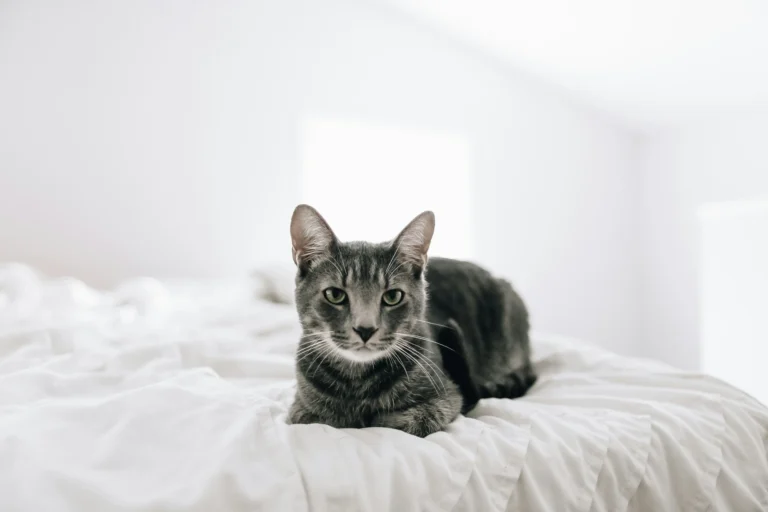 A grey tabby cat lying down on a white bed.