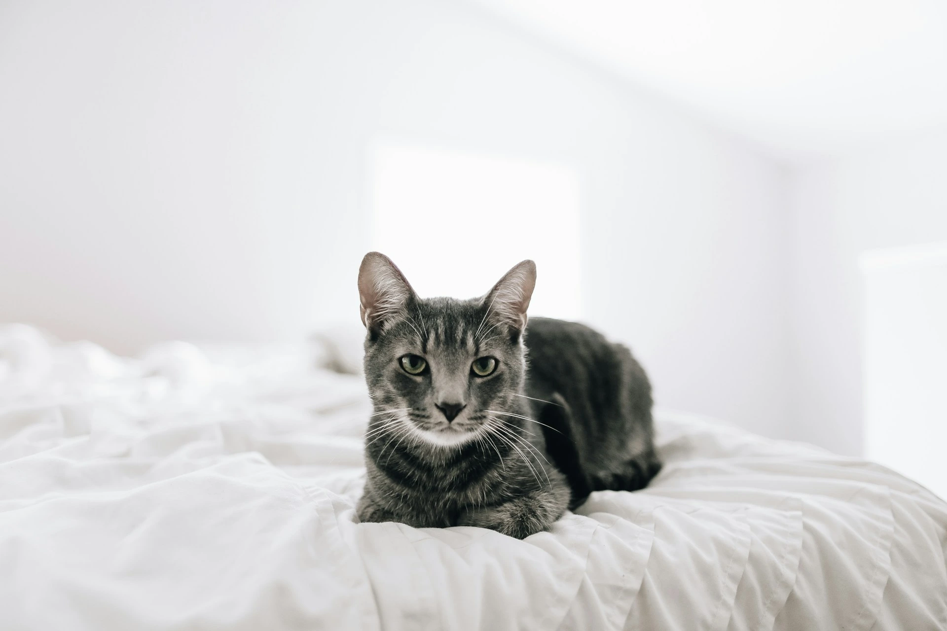 A grey tabby cat lying down on a white bed.