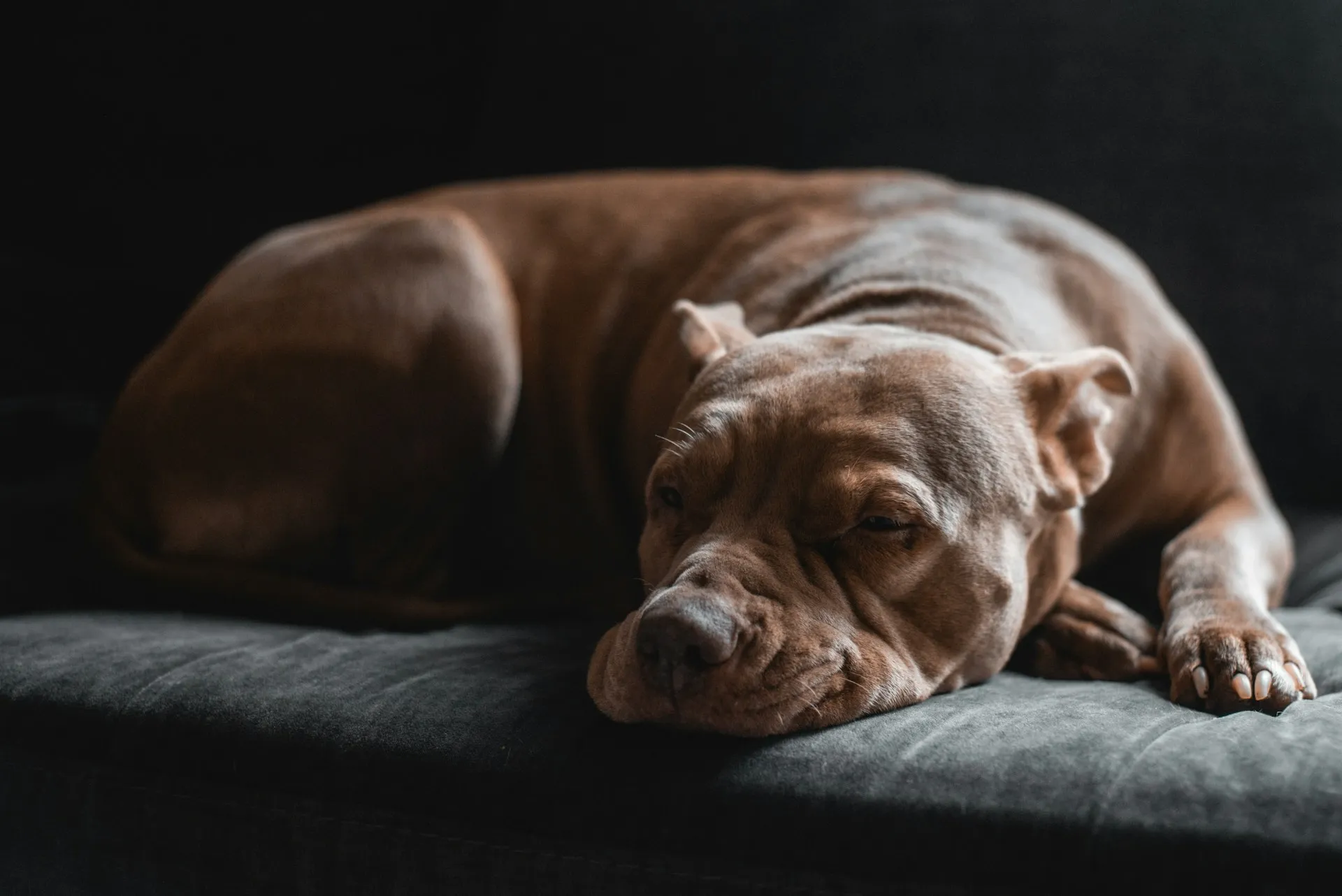 A brown dog rests on a dark grey sofa against a black background.