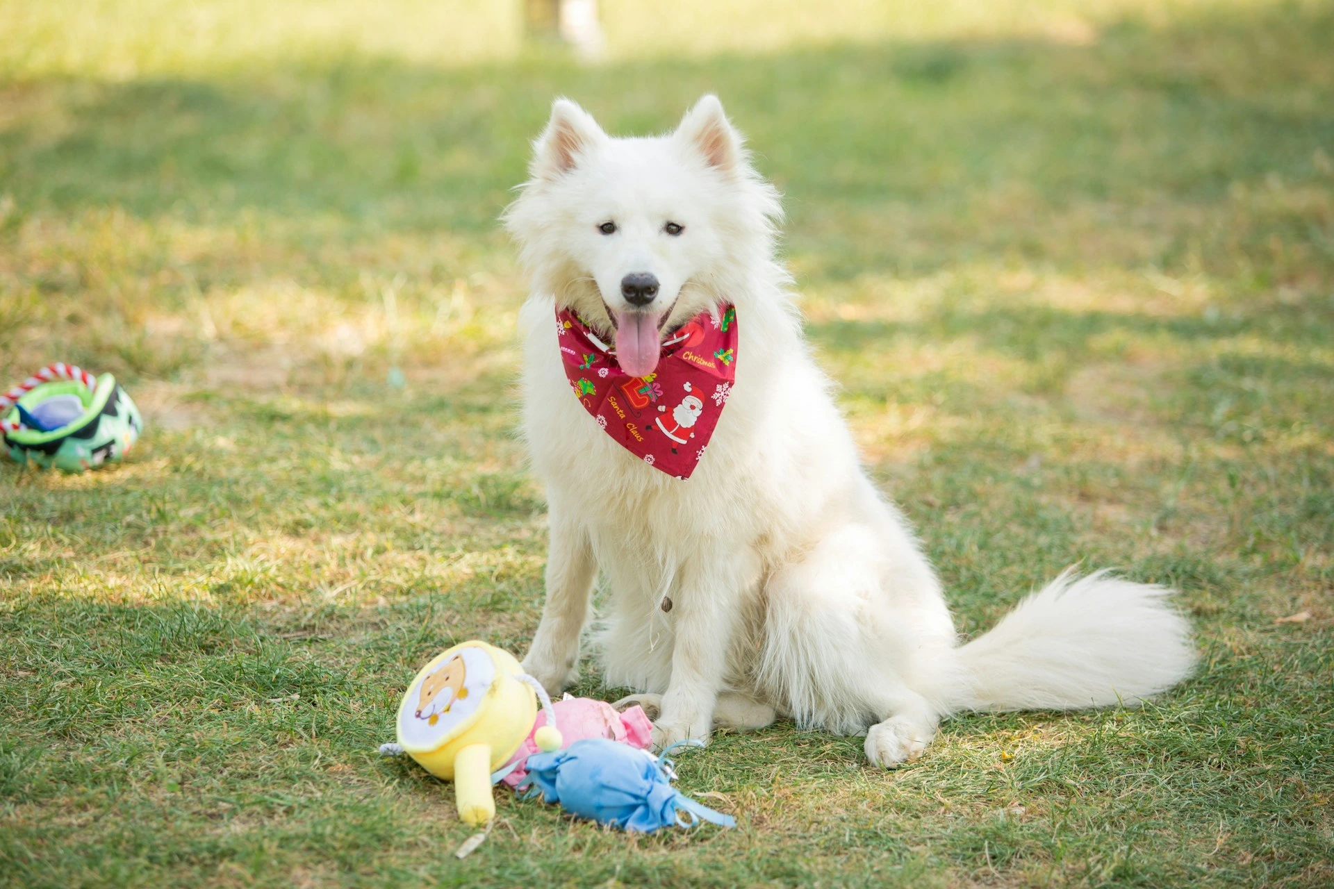 A white dog sitting on a grassy lawn looking forward with tongue out near some plush toys.